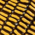 Moelleux immunité pour chien Delamour