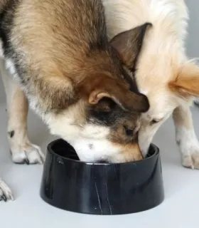 Chien utilisant une gamelle en marbre noir véritable.