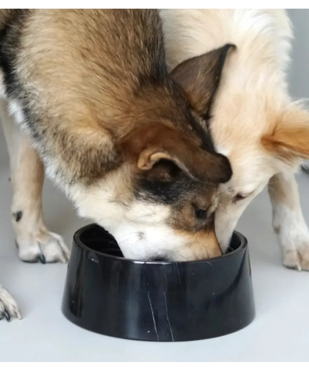 Chien utilisant une gamelle en marbre noir véritable.