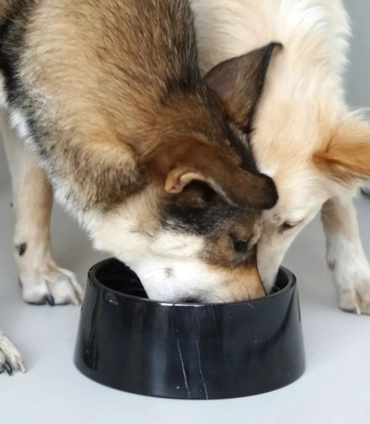 Chien utilisant une gamelle en marbre noir véritable.