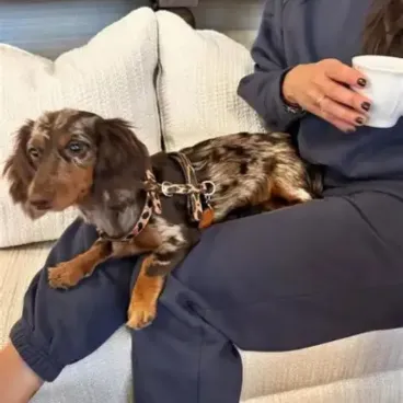 Harnais-leopard-chien-bella-concept-store-dog