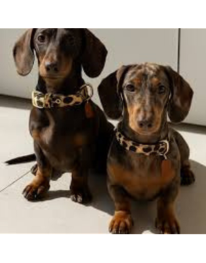 Collier Léopard pour chien - Luxe & confort