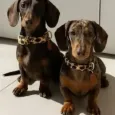 Collier Léopard pour chien - Luxe & confort