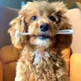 Brosse à dents écologique pour chien & chiot