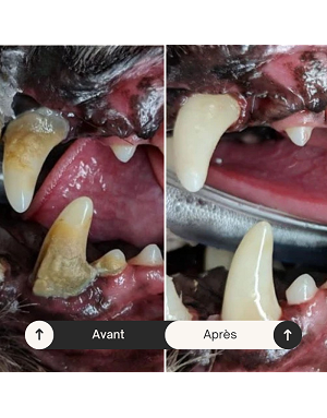 Avant et après brossage des dents du chien avec dentifrice wag and bright