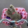 Sac bandoulière pour chien Amore - Transport confortable & élégant
