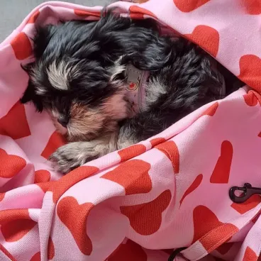 sac de transport pour chien bandoulière - tissu léger et résistant