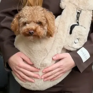 sac-transport-petit-chien-attache-securite