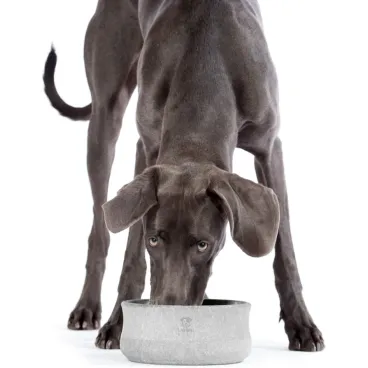 Gamelle Rocky pour grands chiens - stabilité optimale et matériau minéral