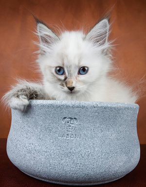 Chat utilisant la gamelle Rocky en pierre naturelle - bol chic et solide