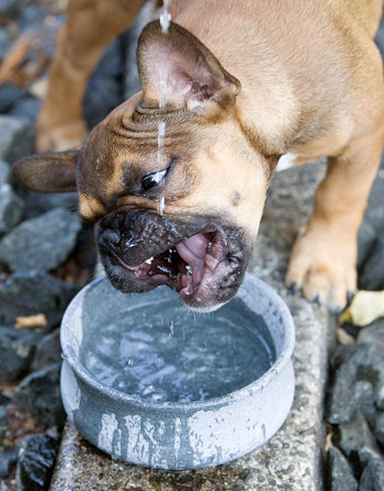 Gamelle Rocky en stéatite naturelle - Design haut de gamme pour chien - Bella Concept Store Dog