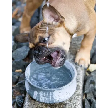 Gamelle Rocky utilisée en extérieur - Pierre naturelle résistante aux conditions extrêmes