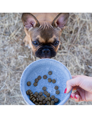 Gamelle Rocky en stéatite naturelle - Design haut de gamme pour chien - Bella Concept Store Dog