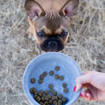 Bol chien pierre naturelle design haut de gamme