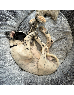 panier rond chien velours doux - gris bleuté