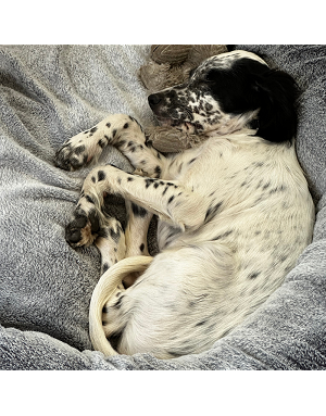 coussin pour chien forme rond donut - coloris gris