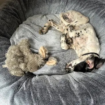 nier chien cocooning intérieur - Bella Concept Store Dog