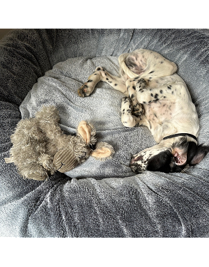 nier chien cocooning intérieur - Bella Concept Store Dog