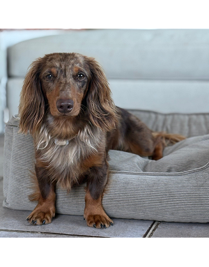 Panier pour chien en velours côtelé beige dans un intérieur moderne et lumineux