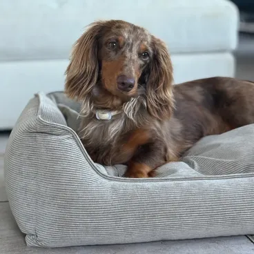 Chien confortablement installé dans un panier en velours côtelé beige design haut de gamme