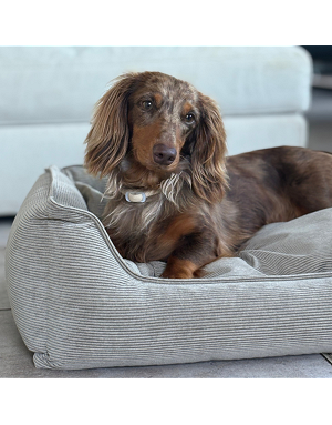 Chien confortablement installé dans un panier en velours côtelé beige design haut de gamme