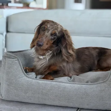 Panier pour chien velours côtelé beige intégré dans un salon contemporain élégant