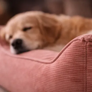 Panier pour chien en velours côtelé rose intégré dans un intérieur contemporain