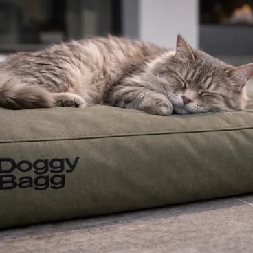 Chat tigré gris dormant sur coussin Doggy Bagg olive en intérieur moderne