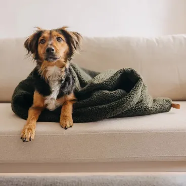 Sac de couchage chien gigoteuse peluche vert