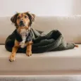 Sac de couchage gigoteuse pour chien - Cocoon douillet