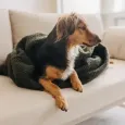Sac de couchage gigoteuse pour chien - Cocoon douillet