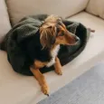 Sac de couchage gigoteuse pour chien - Cocoon douillet