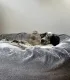 Couchage rond Donuts pour chien avec coussin moelleux.