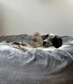 Couchage rond Donuts pour chien avec coussin moelleux.