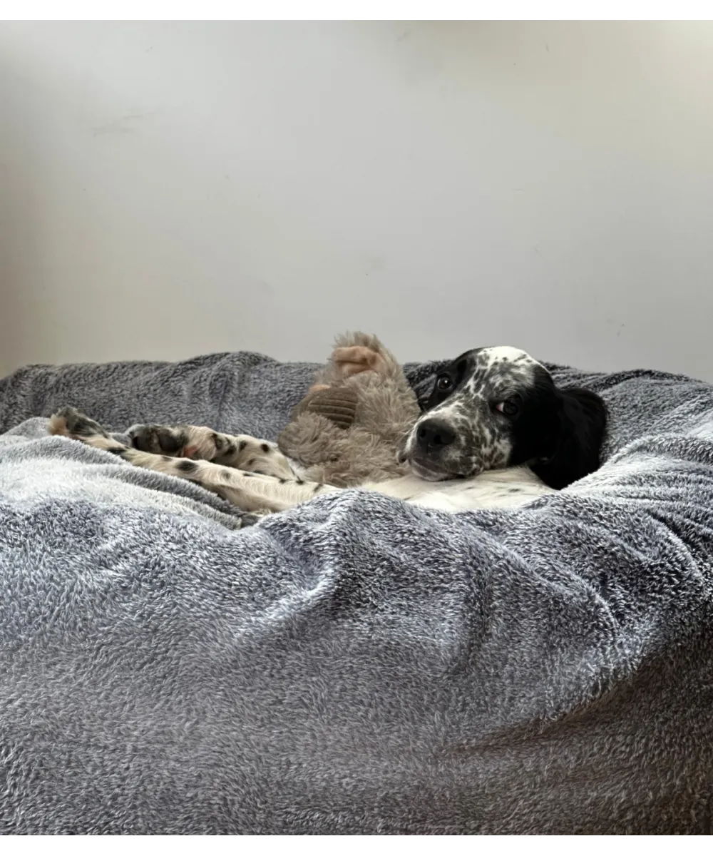 Couchage rond Donuts pour chien avec coussin moelleux.