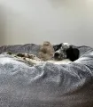 Couchage rond Donuts pour chien avec coussin moelleux.