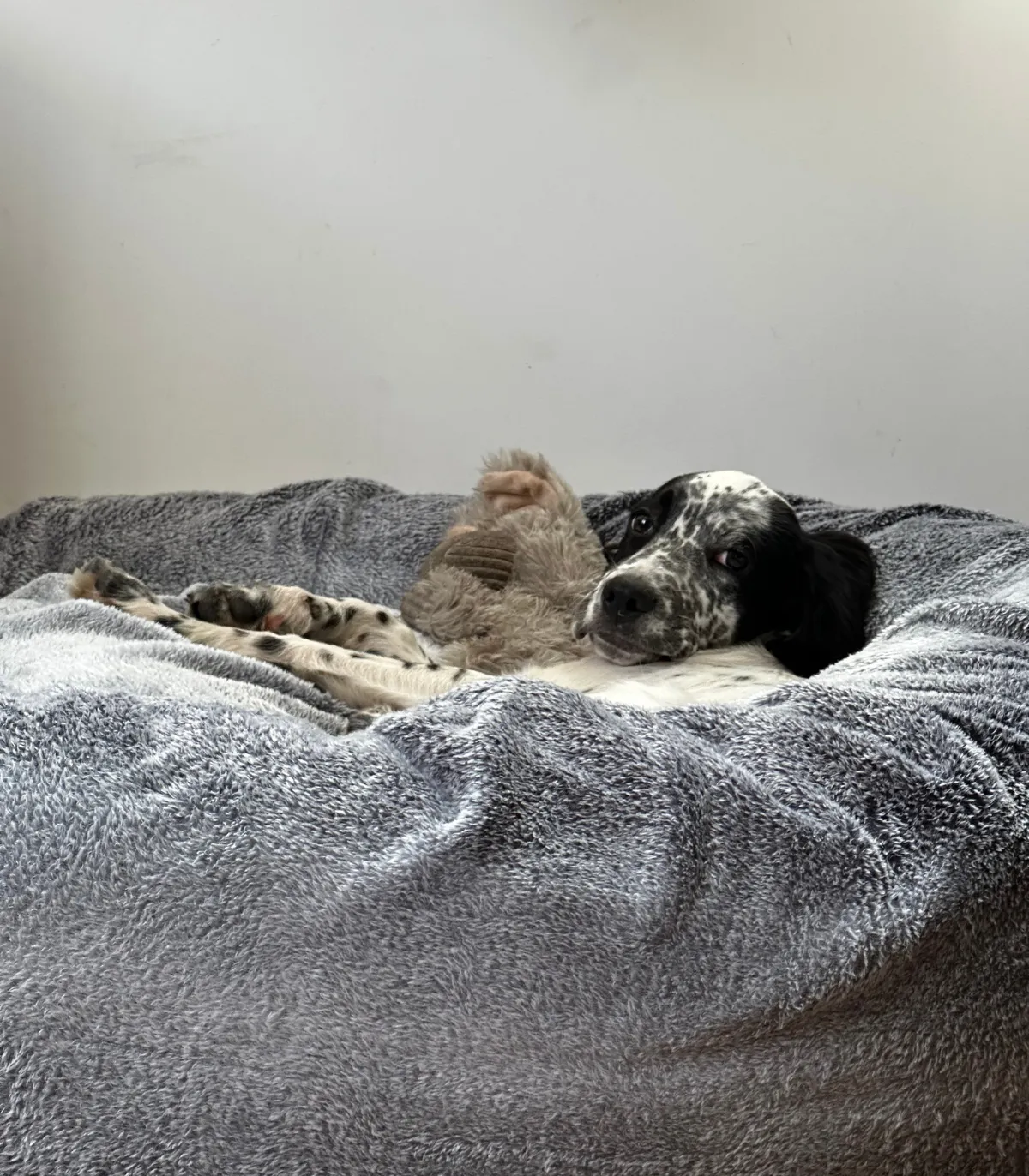 Couchage rond Donuts pour chien avec coussin moelleux.