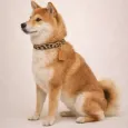 Collier Léopard pour chien - Luxe & confort