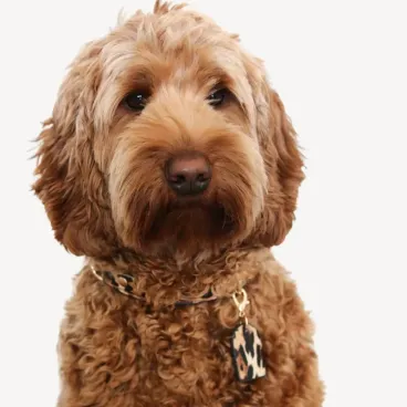 detail-collier-leopard-studio-nala-cuir-pu-finitions-dorees