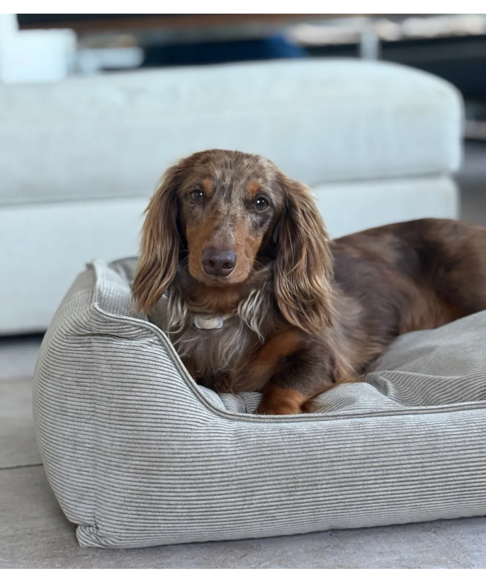 Panier pour chien en velours côtelé beige – chien installé
