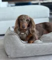 Panier pour chien en velours côtelé beige – chien installé