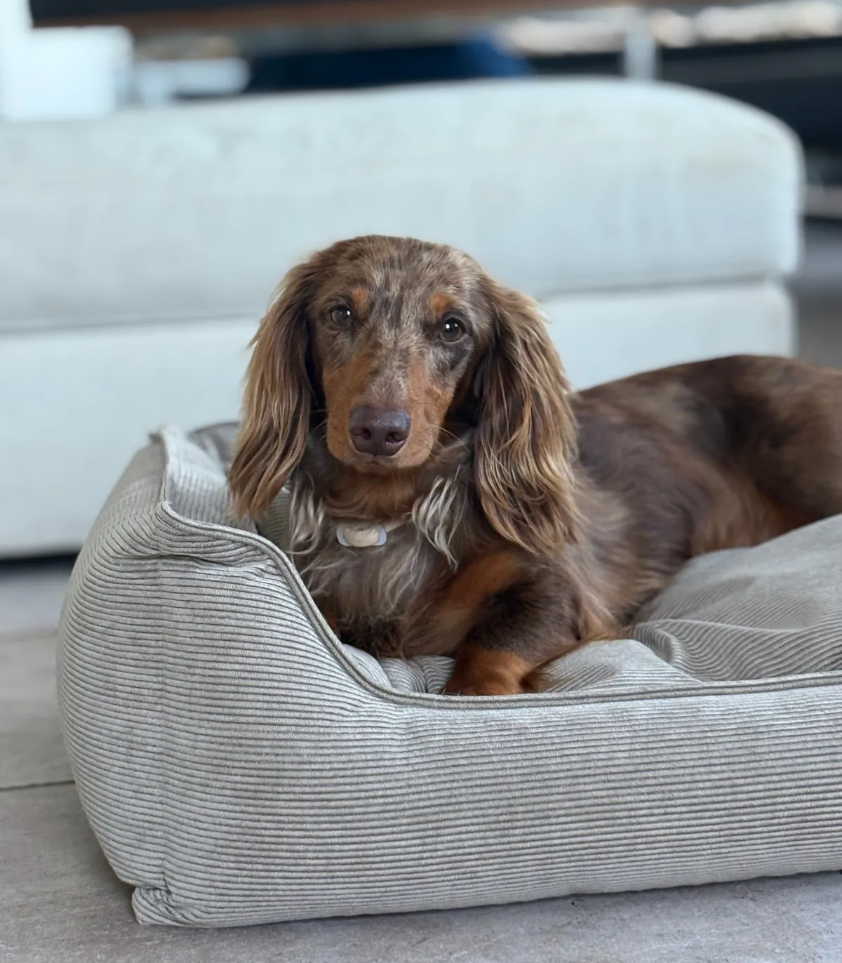 Panier pour chien en velours côtelé beige – chien installé