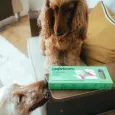 Pâtisserie dentaire pour chien - Le moelleux Delamour