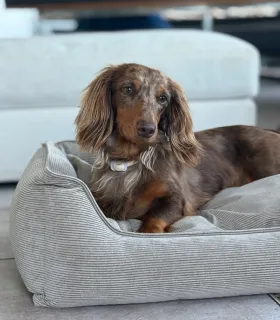 Chien couché dans un panier confortable en velours côtelé beige.