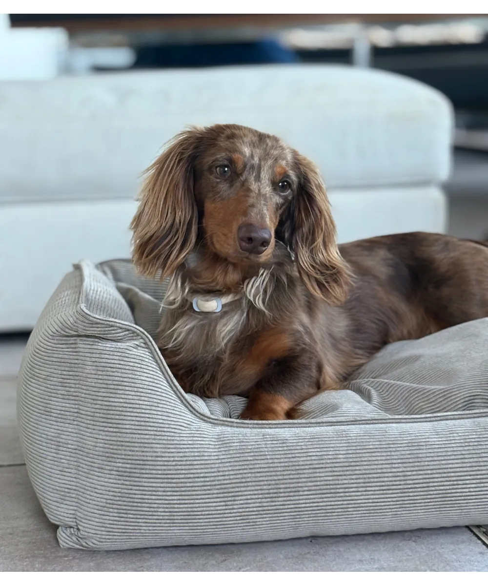 Chien couché dans un panier confortable en velours côtelé beige.