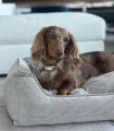 Chien couché dans un panier confortable en velours côtelé beige.