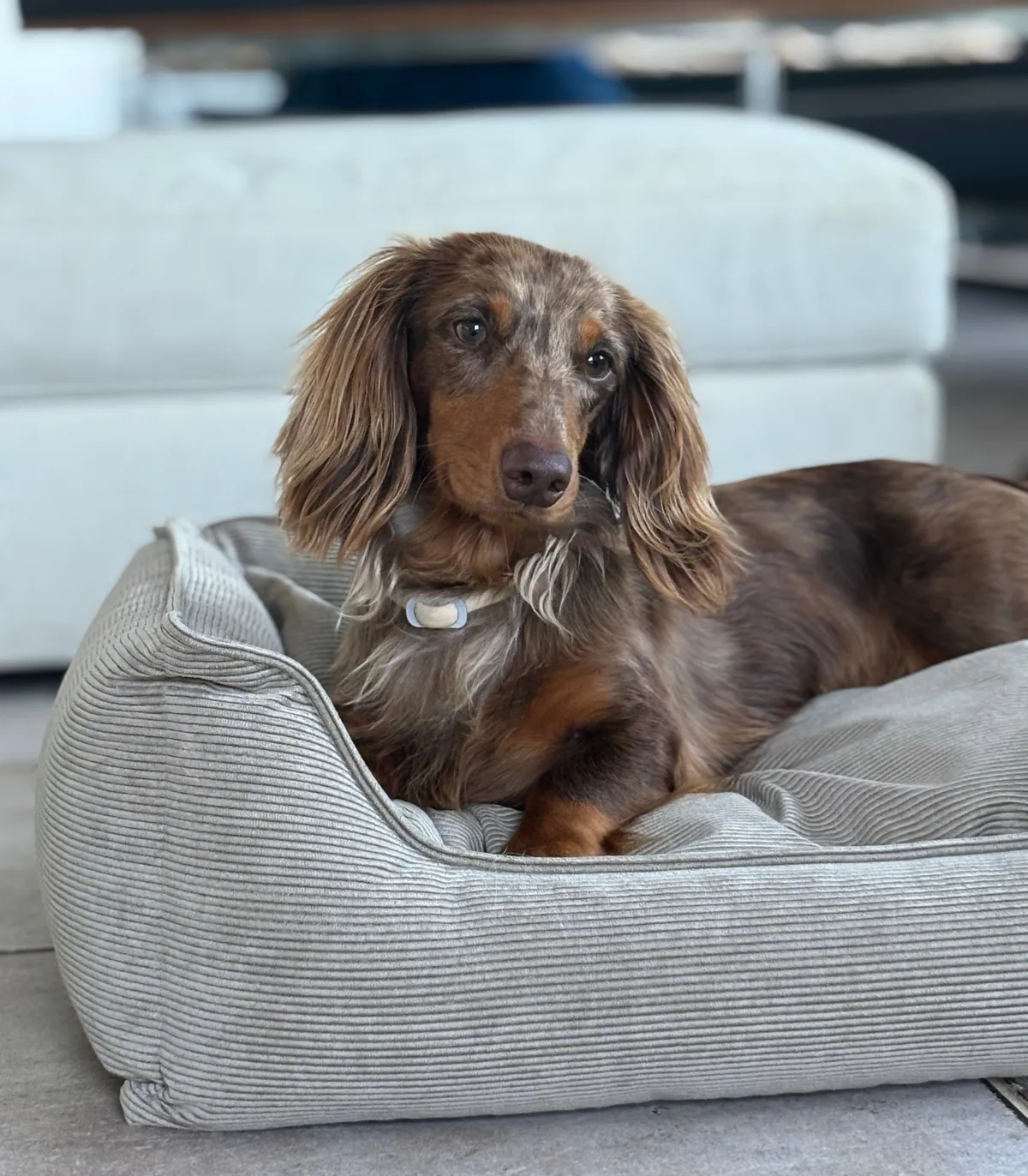 Chien couché dans un panier confortable en velours côtelé beige.