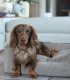 Panier en velours côtelé beige avec chien au repos.