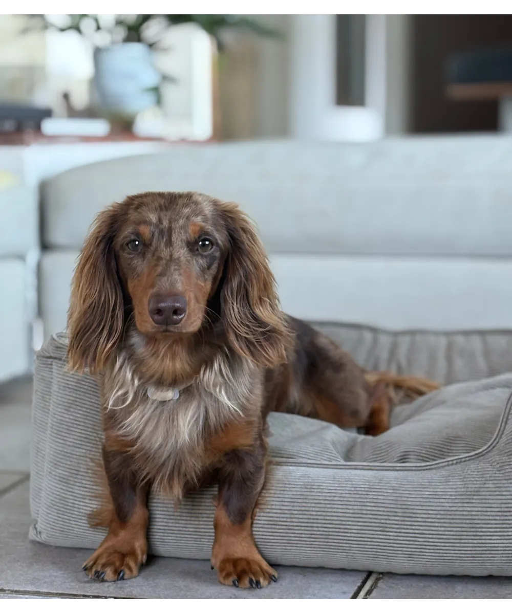 Panier en velours côtelé beige avec chien au repos.