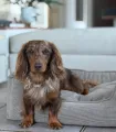 Panier en velours côtelé beige avec chien au repos.